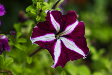 bindweed in summer in the garden