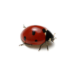 Ladybug isolated on white