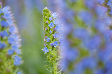 Flora of Gran Canaria - Echium callithyrsum