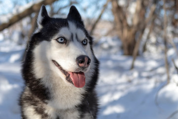 Siberian husky dogs smiling with out tongue. Dog husky with blue eyes.