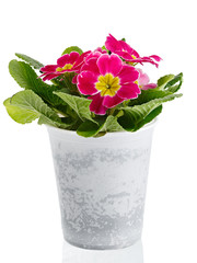 Flower Primula vulgaris with blossoming buds isolated on white background. Perennial plant in a pot.