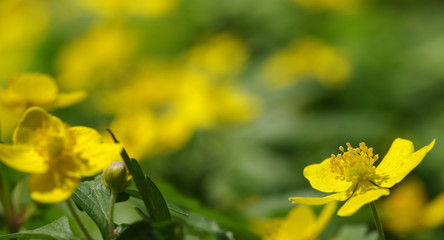 field of spring flowers