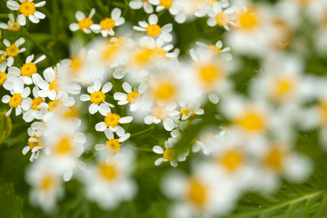flora of Gran Canaria -  Tanacetum ferulaceum