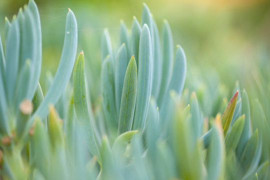 .Senecio mandraliscae background