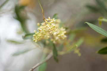 flowering olive tree