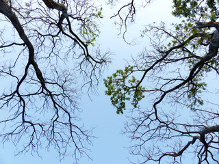 silhouette tree with blue sky