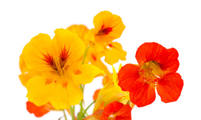 Flora of Gran Canaria - Tropaeolum majus