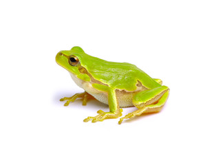 Green tree frog