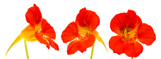 Flora of Gran Canaria - Tropaeolum majus © Tamara Kulikova