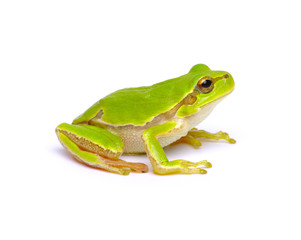 Green tree frog