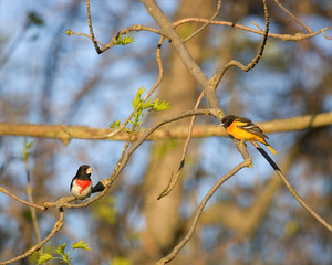 Oriole and Grossbeak