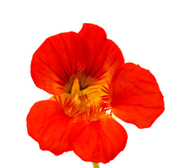 Flora of Gran Canaria - Tropaeolum majus