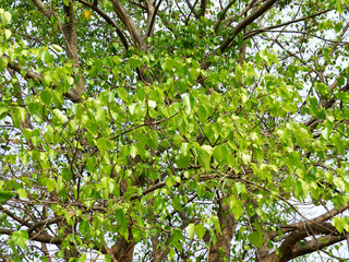 Bodhi or Peepal Leaf from the Bodhi tree, Sacred Tree for Hindus and Buddhist