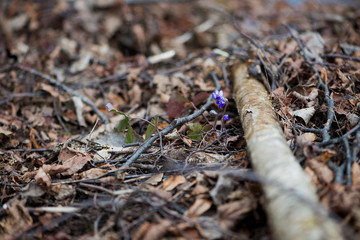 Blue anemone flowers in spring on a forest glade in the rays of light in golden and brown tones macro with a soft focus. Spring background. Magical delightful artistic image.Macro nature photography.