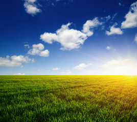 Green meadow and sun.