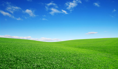 Naklejka premium green field and blue sky