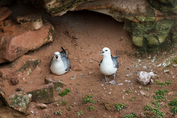 Ein Paar Eissturmvögel sitzt in einer Felswand vor ihrer Bruthöhle