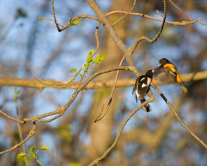 Oriole and Grossbeak