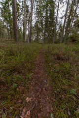 trail through a swedish forest in spring