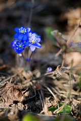 Blue anemone flowers in spring on a forest glade in the rays of light in golden and brown tones macro with a soft focus. Spring background. Magical delightful artistic image.Macro nature photography.