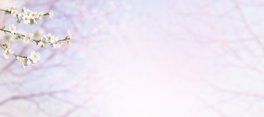 Plum tree white spring flowers