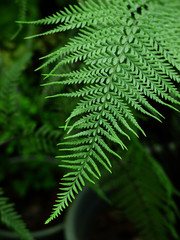 closeup fern in forest