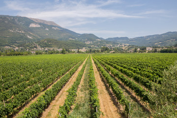 Fototapeta na wymiar Vineyards on the hills of Valpolicella