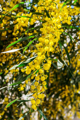 Willow blooms with yellow flowers in spring.