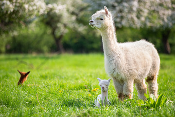 White Alpaca with offspring, South American mammal