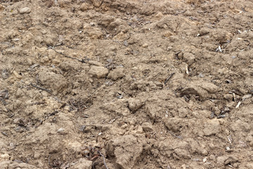 clay soil with leaves and sticks