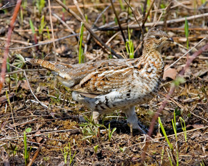 Ruffed Grouse