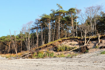 Baltic sea peninsular Darss with natural shore and driftwood.