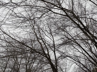 Tree branches against the sky in winter. The texture of the black branches