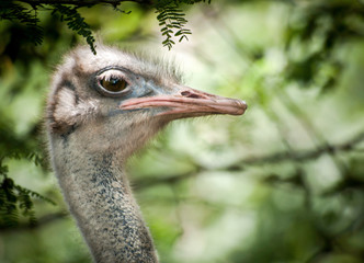 Avestruz