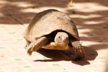 Green and brown Tortoise running on tile