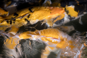 Koi carp in the pool