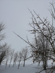 Winter landscape. Trees in the snow in a clearing on a cold day.