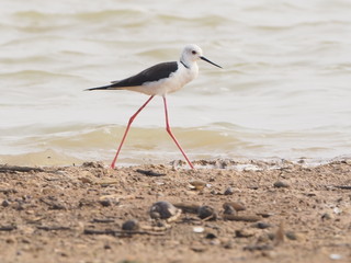 Bird Black winged Stilt in lagoon