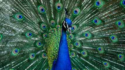 Obraz na płótnie Canvas peacock with feathers out
