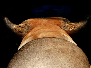 horn cow closeup
