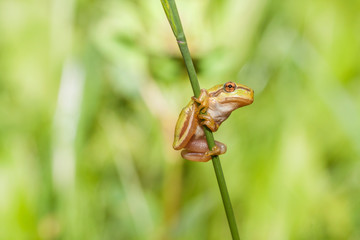 A green frog is sitting on the blade of grass.