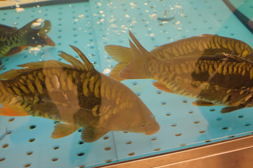 Carps in the hypermarket aquarium swim