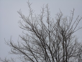 Black tree branches in the Northern winter empty landscape in the North