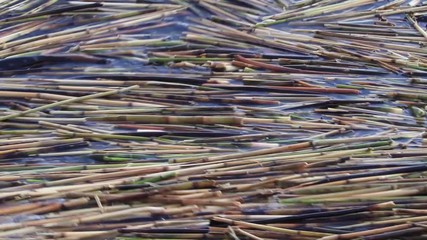 dense layer of reeds rocked off a wave in the river