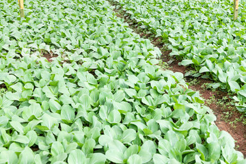 Organic greenhouse vergetable farming in Cameron Highlands, Malaysia