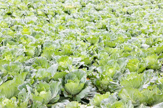 Closeup of imperfect organic vegetables with bugs bites