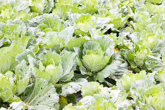 Closeup of imperfect organic vegetables with bugs bites