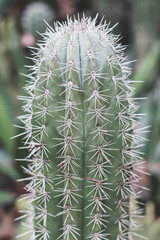 Vertical photo of Carnegia cactus growing outdoors. Cacti with white spines.