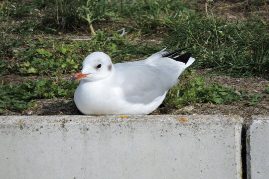 A portrait of a beautiful gray and white black-headed gull resting on the ground, winter plumage, concrete crub, green grass in the background