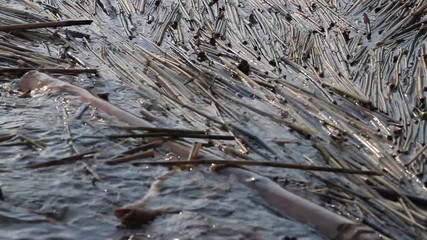 fallen reed wavers on the wave in the river